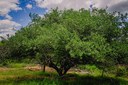 gira mundo professor projetos de educacao ambiental