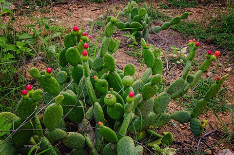 gira mundo professor projetos de educacao ambiental