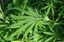 Maconha