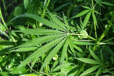 A lei prevê que a cannabis só poderá ser consumida de forma medicinal, com receita médica e comprada em farmácias