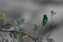 animal_beija flor © roberto guedes (26).JPG