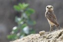 animal_coruja buraqueira © roberto guedes (21).JPG