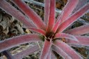 vegetal_croatá © roberto guedes (9).JPG