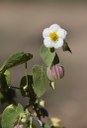 2020.07.28_apa das onças_natureza © roberto guedes (11).JPG