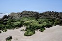 APA Tambaba_praia de tambaba © roberto guedes (58).JPG