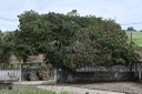 2021.05.13_sao miguel taipu_oiteiro © roberto guedes (20).JPG