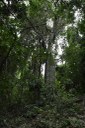 20200915_ÁRIE_ Goiamunduba © roberto guedes (55).JPG