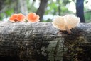 APA mata do buraquinho © roberto guedes (11).JPG