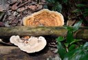APA mata do buraquinho © roberto guedes (38).JPG