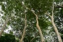 parque estadual da mata do xem xem © roberto guedes (6).jpg
