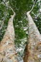 parque estadual da mata do xem xem © roberto guedes (7).jpg