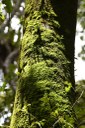 20200915_parque estadual mata do pau ferro © roberto guedes (16).JPG