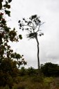 estação ecologica pau brasil © roberto guedes  (13).JPG