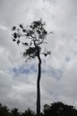 estação ecologica pau brasil © roberto guedes  (9).JPG