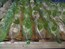 DSCF3538.jpg