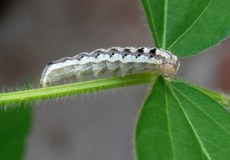 Lagarta da espécie Helicoverpa Armigera (Foto Sebastião Araújo/Embrapa)