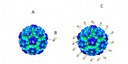 FAPESP - corona vacina.jpg
