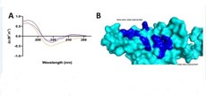 O gráfico (A) mostra que com a heparina ocorre alteração estrutural da proteína spike do SARS-CoV-2. Na imagem da proteína spike (B) , a região em azul escuro representa o potencial domínio de ligação com o fármaco heparina (Imagem: Divulgação).