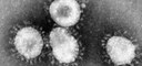 FAPESP - corona.jpg