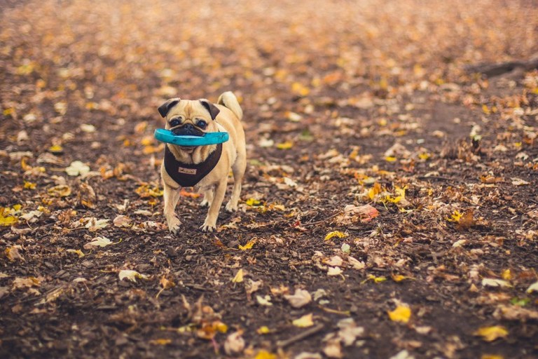 dog-fetching-disc.jpg