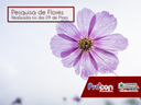 Pesquisa de Flores - 09 de Maio de 2017 Pesquisa de Flores - 09 de Maio de 2017