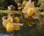 flor-imbiriba-270x220.jpg