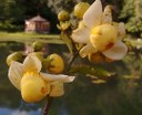 flor-imbiriba-270x220.jpg
