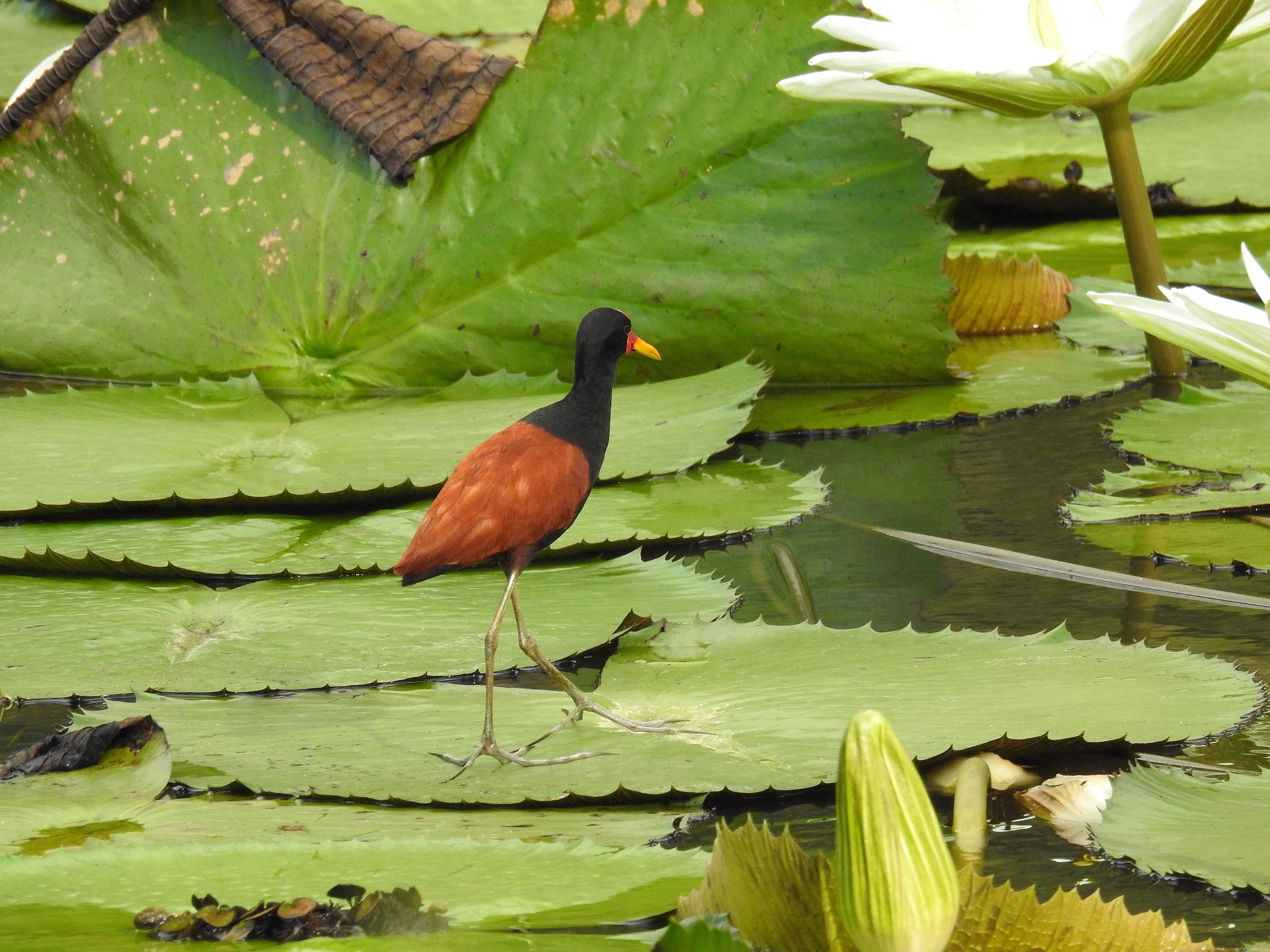 birdwatching - crédito da foto Wylde Vieira.jpeg