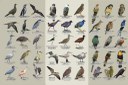 Aves-1024x683.jpg