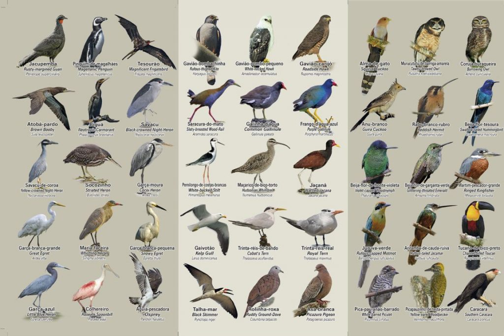 Aves-1024x683.jpg