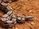 herpetologia.jpeg