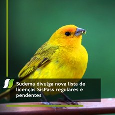 Sudema divulga nova lista de licenças SisPass regulares e pendentes